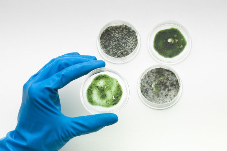 different-types-of-mold